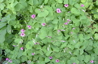 供应酢酱草 红花酢酱草 红花草